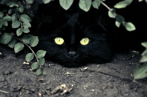 Catsmob.com - The coolest pics on the net!