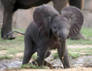 adorable-baby-elephant-10