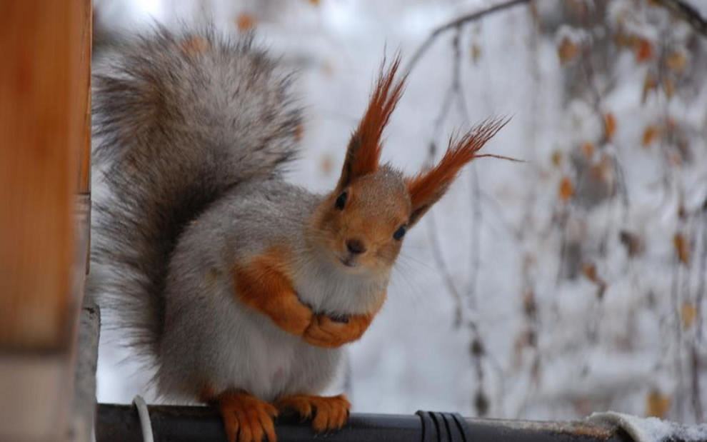 Busy-Little-Squirrel-Winter
